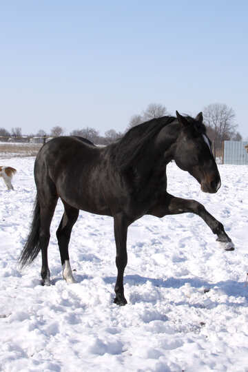 Black stallion №462