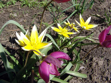 Frühling Blumen №528
