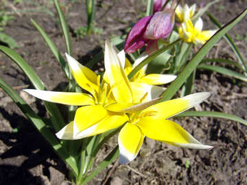  flores de primavera Amarillo  №530