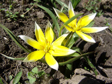  flores amarillas en la primavera de flores amarillas  №532