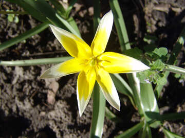 Жовтий весняна квітка №533