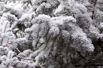 White spruce branches №431