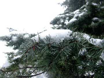 Spruce branches with snow caps and drops №398
