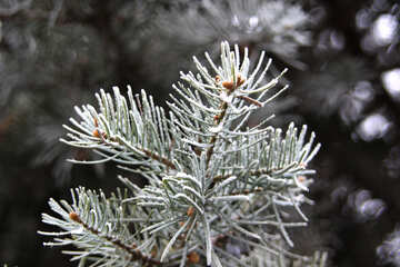 Frosty spruce branch