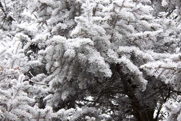 White spruce №430