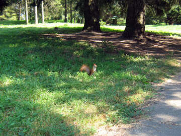 Squirrel on the green grass under the tree №580