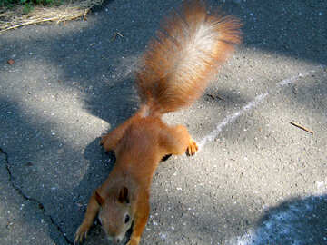 Eichhörnchen Bettler auf dem Bürgersteig №594