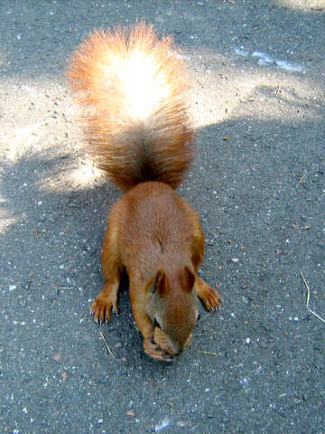 Eichhörnchen mit Nüssen №595