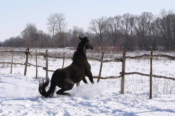 Black stallion brakes front fence №475