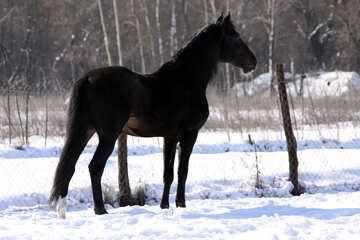 Black stallion looks into the distance №466