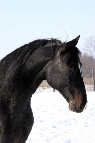 Black stallion producer. Portrait №464