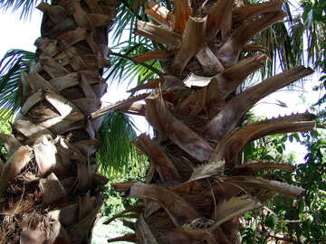 Du tronc de palmier №188