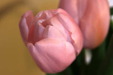 Tulip. Macro №950