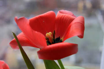 El tulipán rojo. La primera plano №883