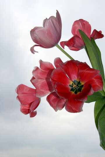 Los tulipanes rojo №945