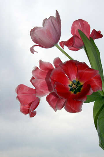 Red Tulips