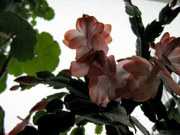 Rozhdestvennika Blumen auf Licht Hintergrund Fenster №546