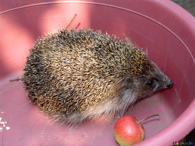Hedgehog №592