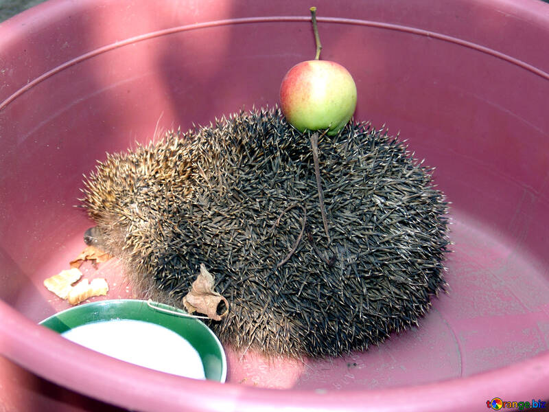 Hedgehog in basin with an apple №591
