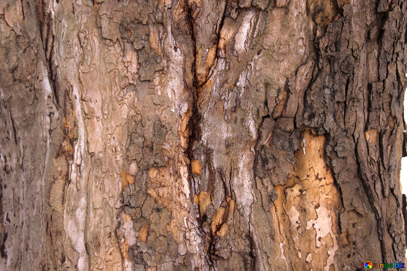 The damaged bark №847