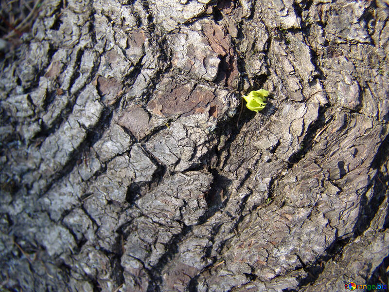 Bark maple with flower №557