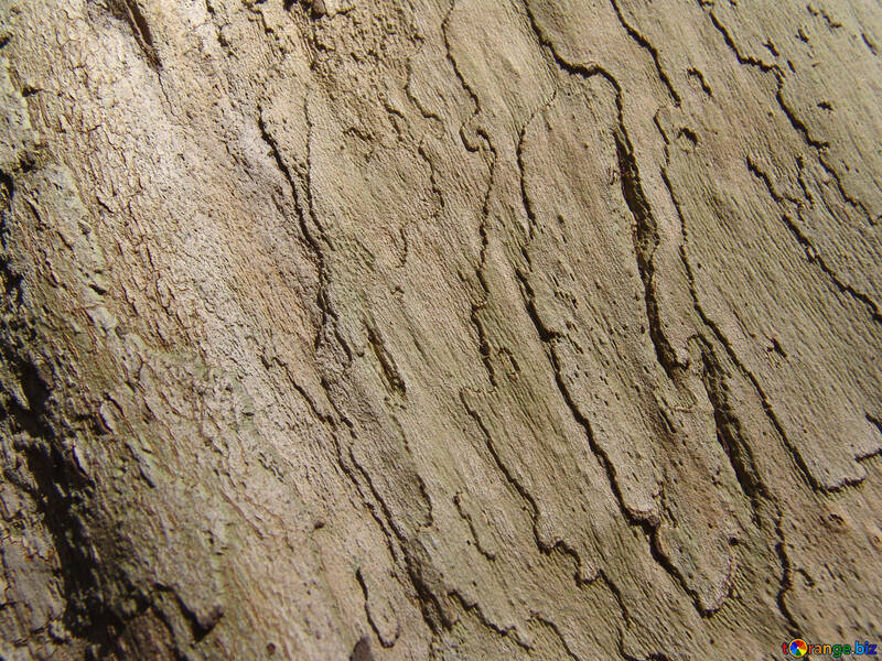 The bark of old wood №566