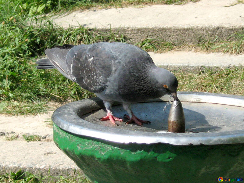 Una colomba è l`acqua potabile dalla fontana №577