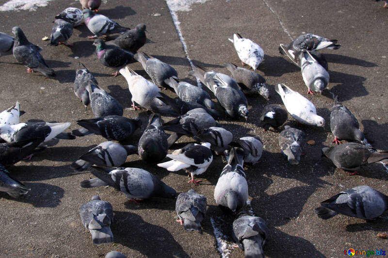 Eine Herde von Tauben picken Krümel auf dem Bürgersteig №512