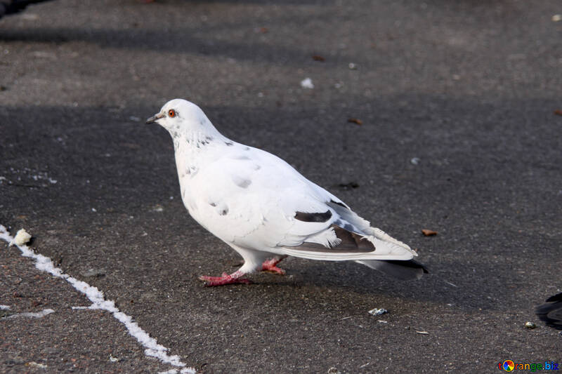 Eine weiße Taube auf dem Bürgersteig №478