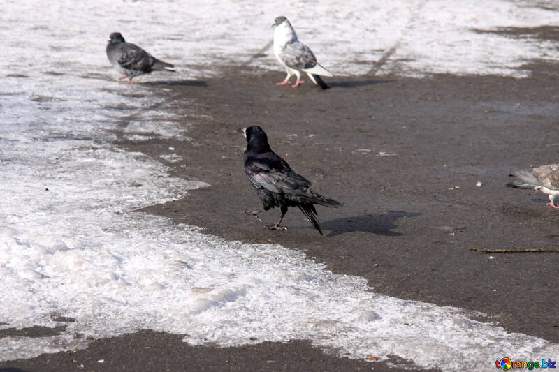 The black crow walks №779