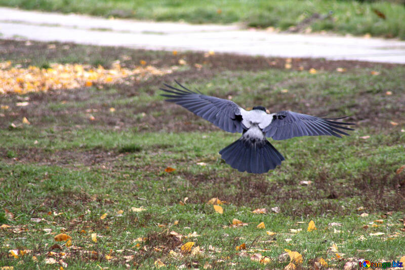 Crow flies low over the grass №776