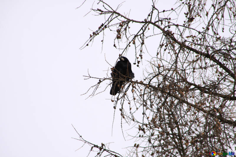 Un corvo si siede su un ramo №782