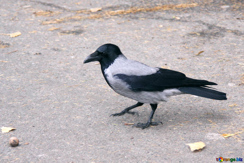 Crow walks over nuts №778