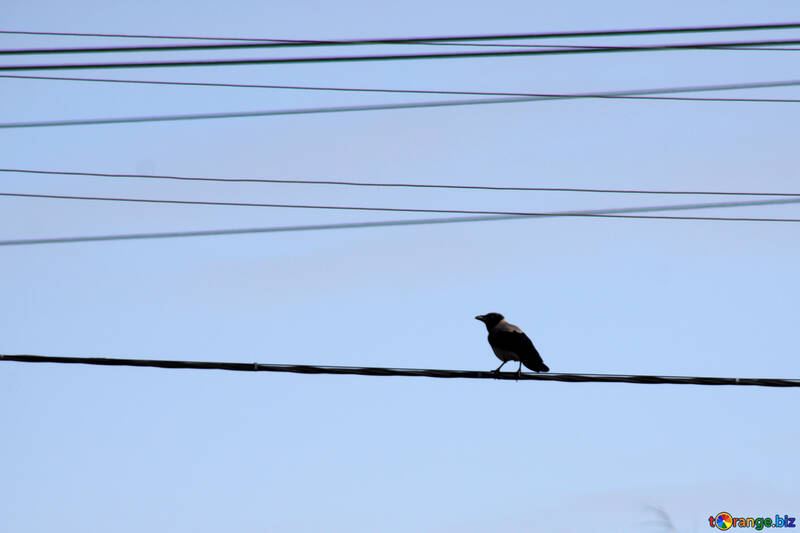  Un cuervo sentado en los cables de aves línea  №938