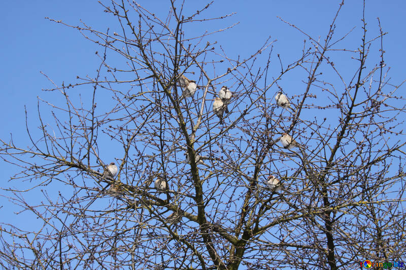 Une volée de moineaux sur un arbre en hiver №514