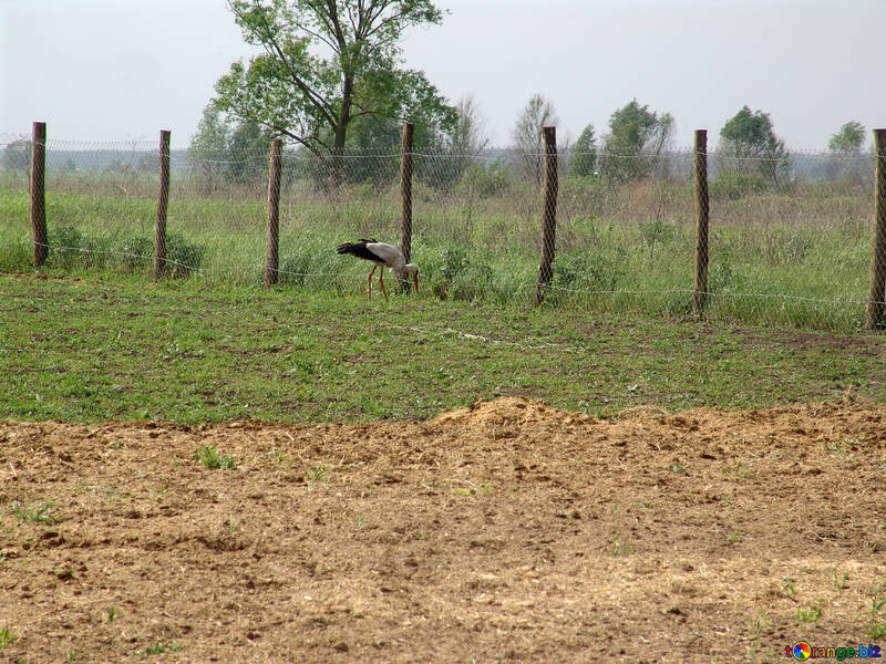 Stork on the field №574