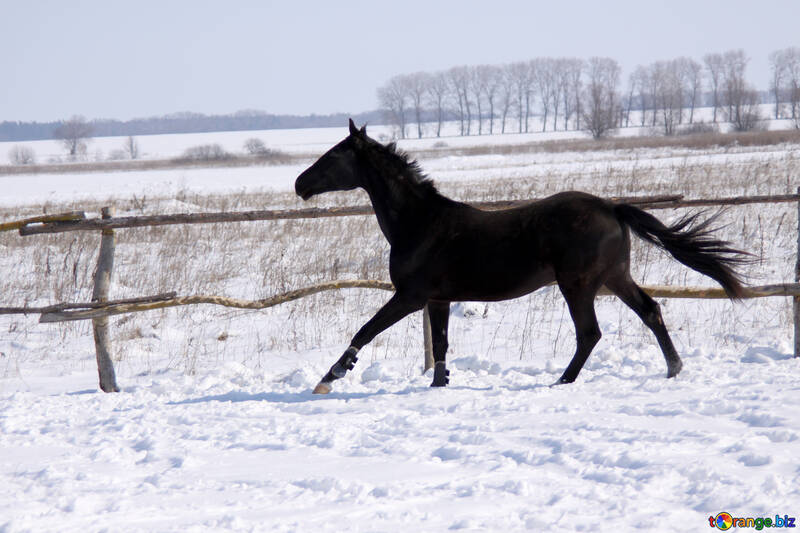 Black colt to gallop №471