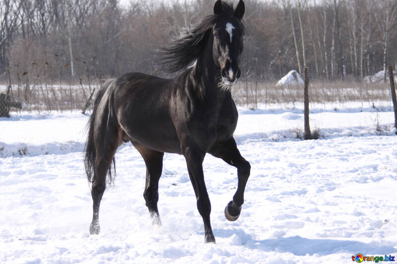 Il nero Stallion №469