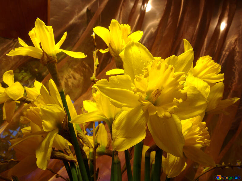 Bouquet of yellow daffodils on an orange background №526