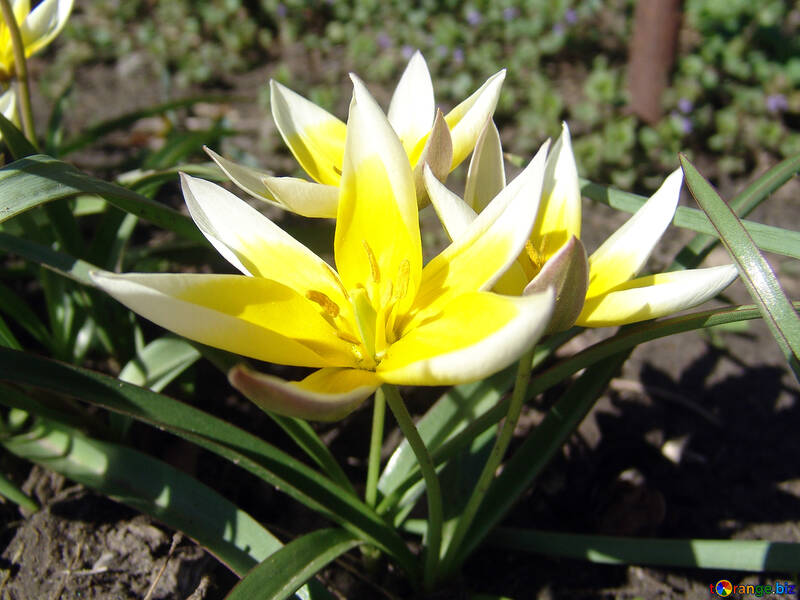 Gelbe Frühlingsblumen im Blumenbeet №534