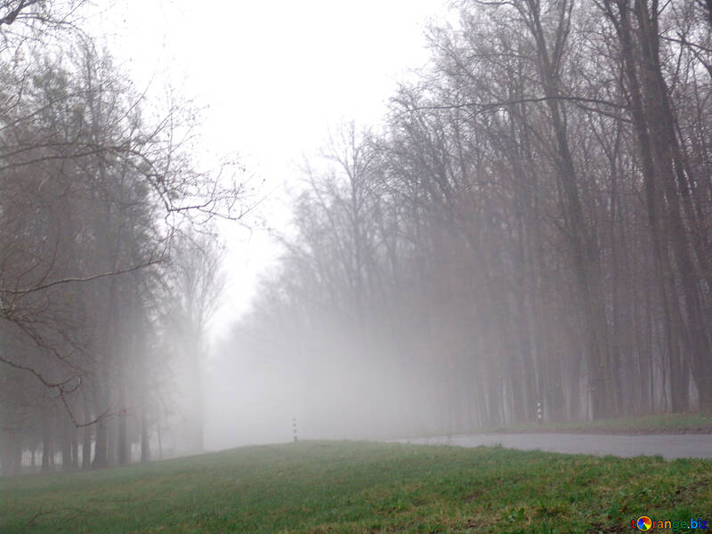 Straße in Nebel №178