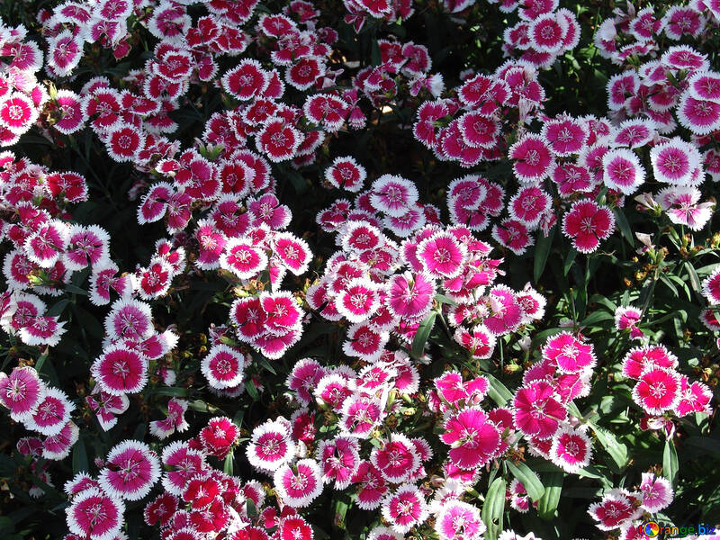 Carnations flower bed №191