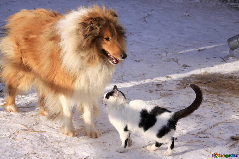 Cat and dog. Collie with cat №707