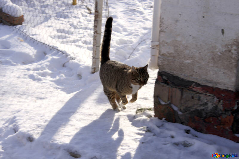 House cat in jump №682