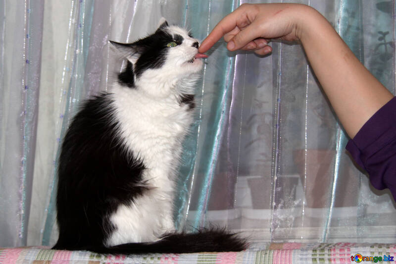 Eine Katze leckt Finger №906