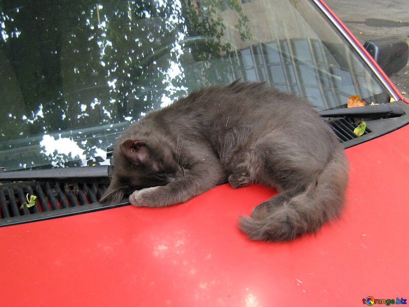  Un gato duerme en el capó de un coche rojo  №618