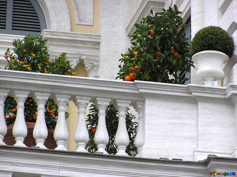 Orangenbäume auf dem Balkon №325