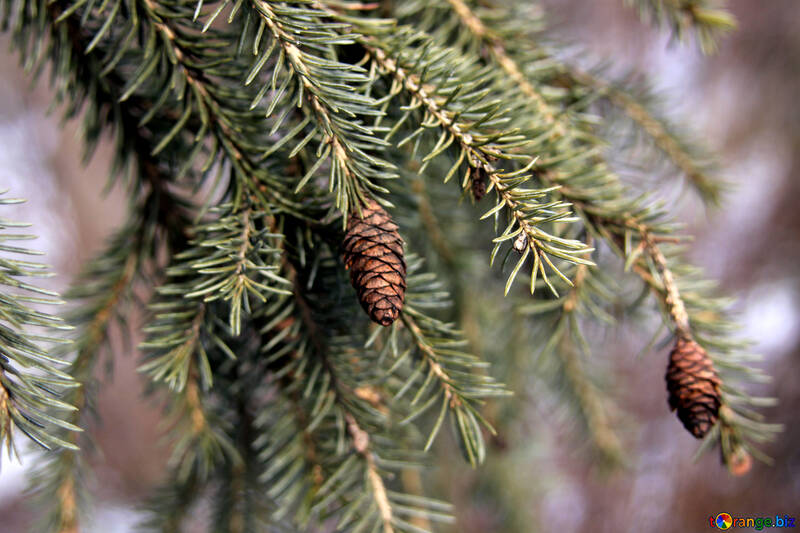 The branch of the larch cones №418