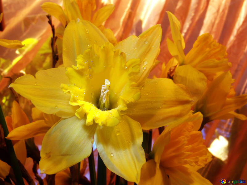 Bouquet de narcisos fechar №525