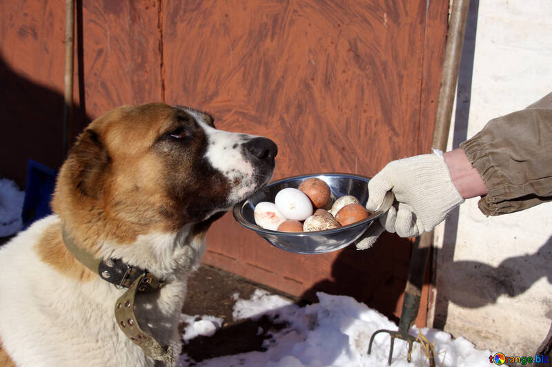 The dog and the egg №775